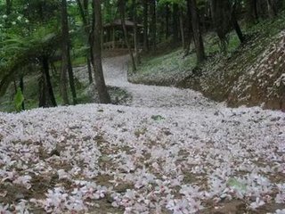 初与元九别后忽梦见之及寤而书适至兼寄桐花诗…此寄
