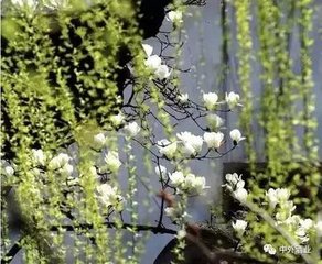 竹叶酒