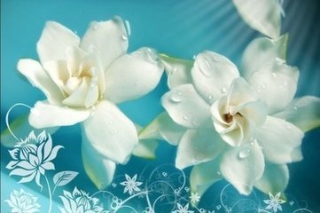 丽春