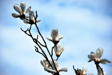 减字木兰花 王彦博尚书，由刑部迁礼部之明