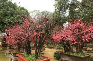 十一月中旬至扶风界见梅花