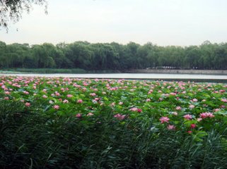 眼儿媚 赋秋日海棠，分韵得阑字