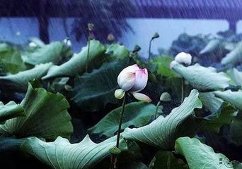 渔家傲·六月炎天时霎雨