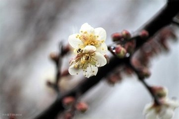 点绛唇·满路梅花
