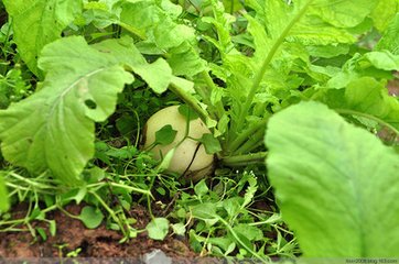 撷菜