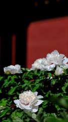 白牡丹 和钱学士作