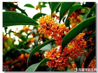 嘉阳绝无木犀偶得一枝戏作