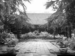 走笔和杨蟠从事庭菊