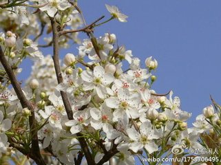 月照梨花（闺思）