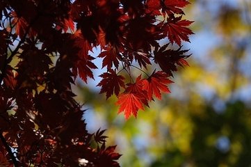 高阳台 过种山