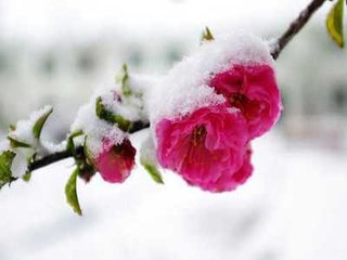 【仙吕】后庭花_一声金缕词