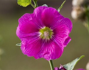 菩萨蛮·客窗曾剪灯花弄