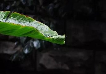 宿烟含白露