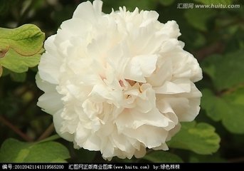 玉楼春（牡丹）
