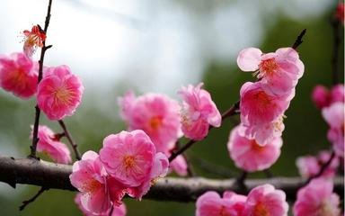 西江月·梅蕊小春天气