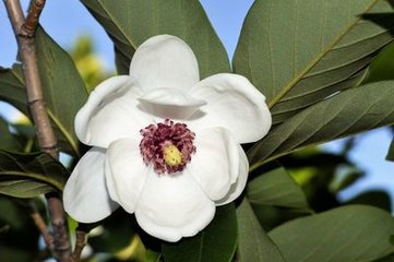 木兰花（二江得书作）