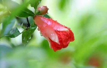 贺新郎·醉醒琼花露