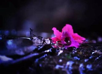 鹧鸪天·一曲清歌金缕衣