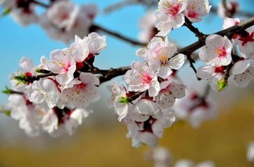 鹧鸪天·万点胭脂落日烘