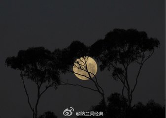 减字木兰花（咏柳）