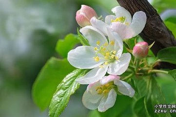 蜀中赏海棠