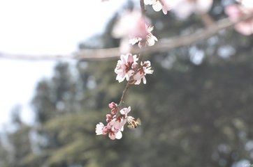 引驾行·春云轻锁
