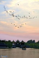 龙