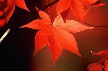 减字木兰花（琵琶亭林守、王倅送别）