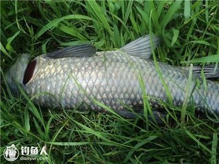 摸鱼儿（和中齐端午韵）