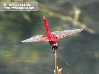 萧宅二三子赠答诗二十首。客答蛱蝶