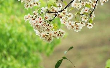 南歌子·柳色遮楼暗
