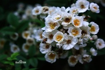 铨携具赏石渠酴醾用坡韵呈同舍