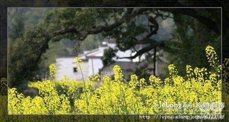 蓦山溪（和徐侍郎木犀）