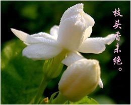 步月（茉莉）