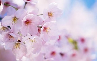 峡山亭月夜独宿对樱桃花有怀伊川别墅