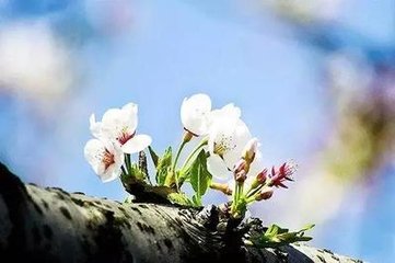 晏殊奉礼归宁