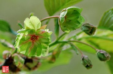 玉簪花一名鹭鸶