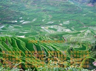 路岐重赋