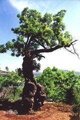 灵台诗