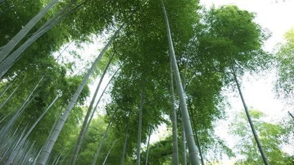 杂曲歌辞。春江曲