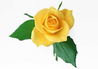 相和歌辞。陌上桑