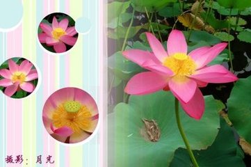 鹧鸪天·明月光中与客期