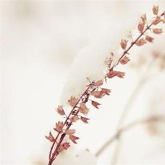 水龙吟（次韵虚斋先生雨花宴）