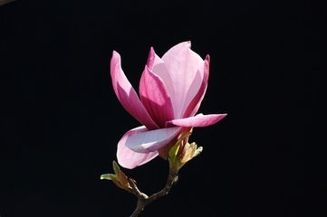 细腰宫