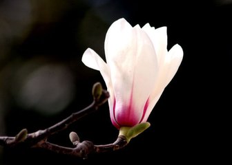 减字木兰花·翠鬟双小