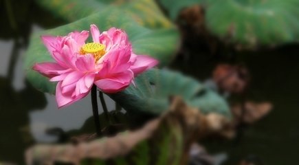 杂三言 悦曲池