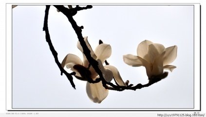 朝中措（赋茉利）