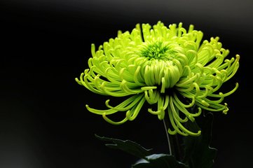 重阳后一日作