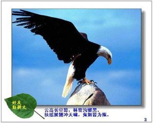 咏鹰