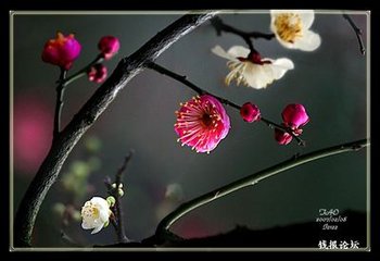一萼红（红梅）